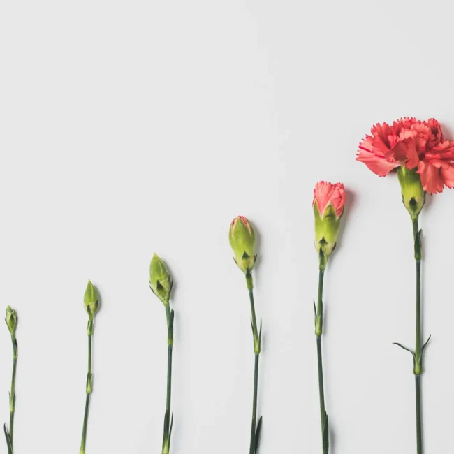 Blumen in verschiedenen Wachstumsstadien als Symbol für Veränderung und Entwicklung.